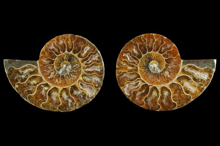 Agate Replaced Ammonite Fossil - Madagascar #145832